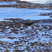 African Oystercatcher
